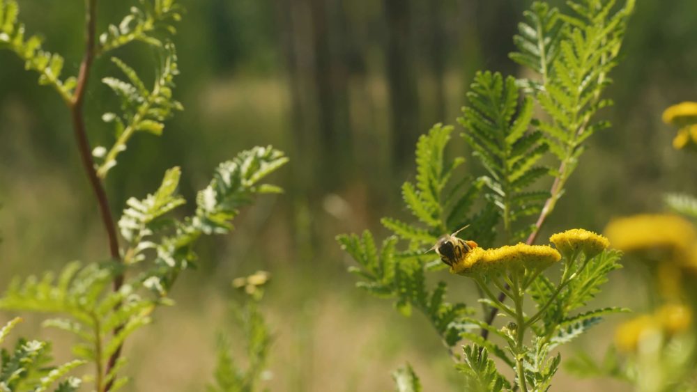 vlcsnap-2024-08-14-19h28m58s664